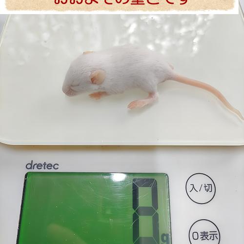 冷凍マウス 国産冷凍マウスホッパー10匹の販売情報イメージ3